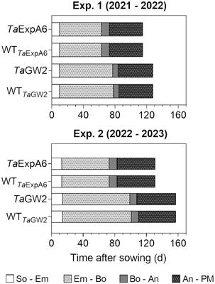 The trade-off between grain weight and grain number in wheat is explained by the overlapping of the key phases determining these major yield components